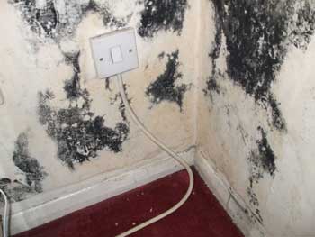 Really bad black mould - staining wallpaper.