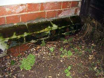 Salting in brickwork above the DPC