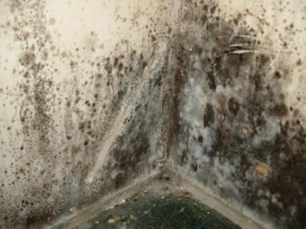 Black Mold in a corner of a room